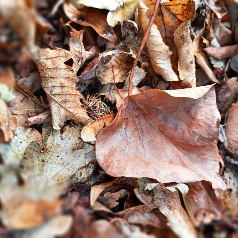 Siamo entrati nella stagione autunnale